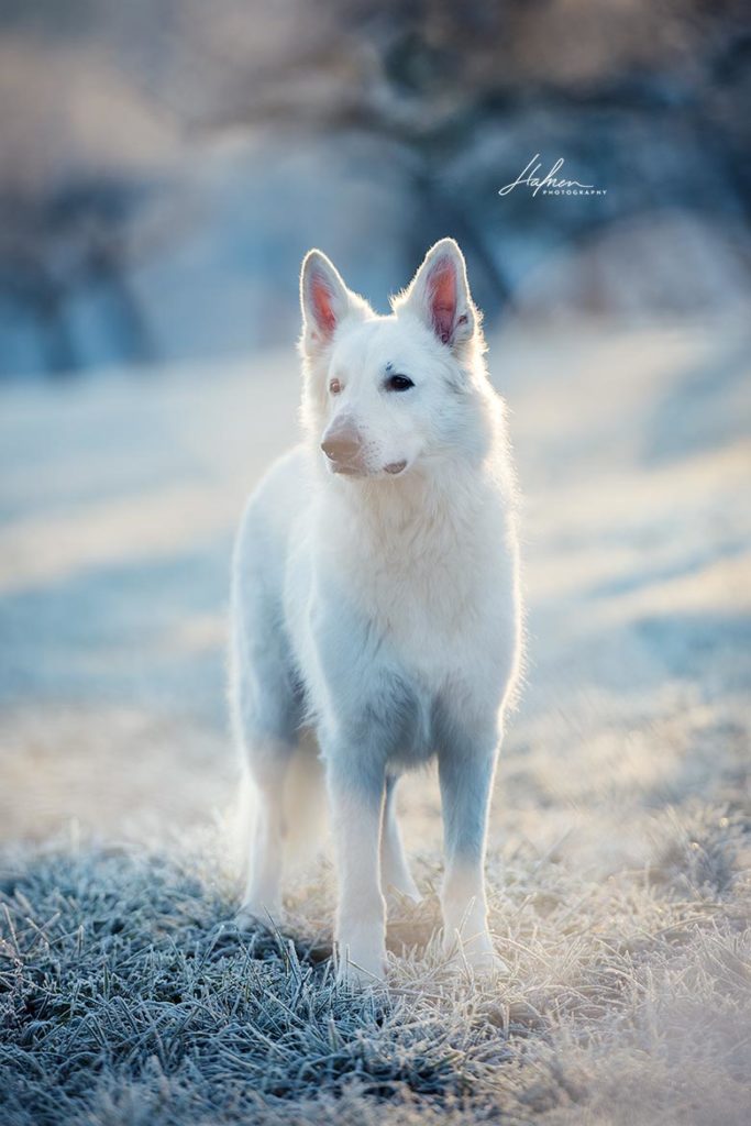 8 Gründe für ein Hunde oder Pferdeshooting im Winter
