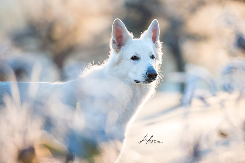 8 Gründe für ein Hunde oder Pferdeshooting im Winter
