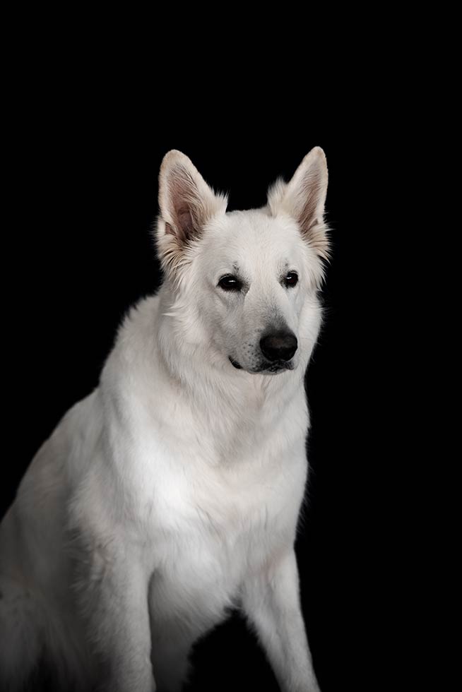 Black Beauties Hund Hafner Photography