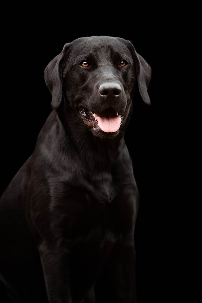 Black Beauties Hund Hafner Photography