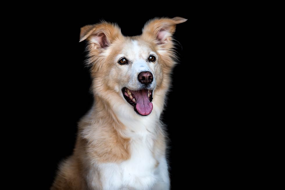 Black Beauties Hund Hafner Photography