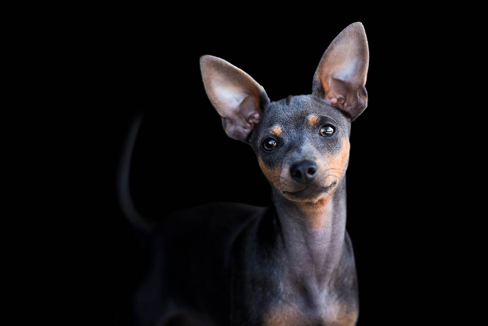 Black Beauties Hund Hafner Photography