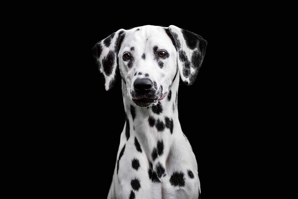 Black Beauties Hund Hafner Photography
