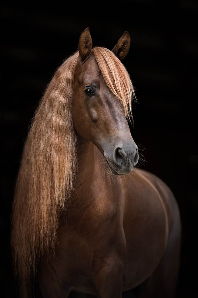 Black Beauties Pferd Hafner Photography